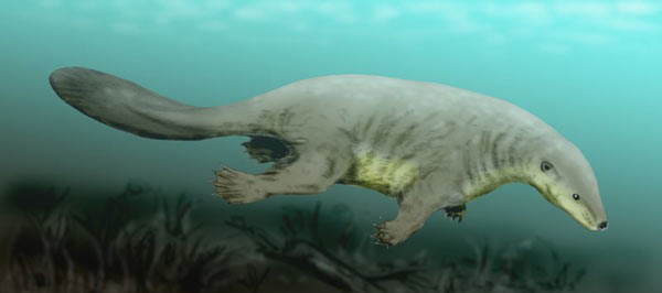 At eighteen inches long, castorocauda was more like a platypus than a shrew, 160 million years ago.